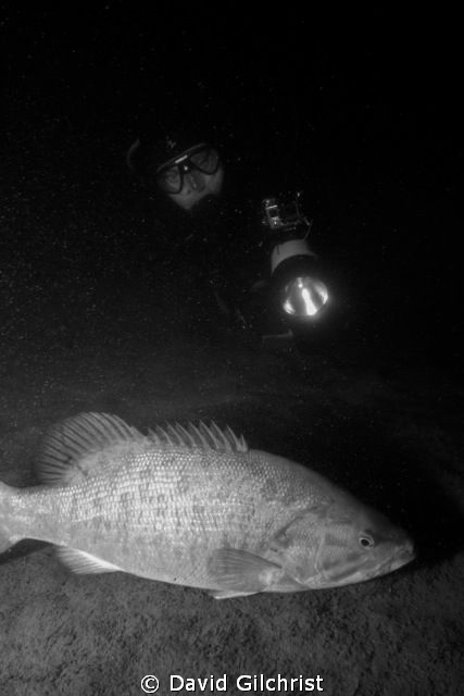 Diver approaches Bass during a night dive in the Niagara ... by David Gilchrist 