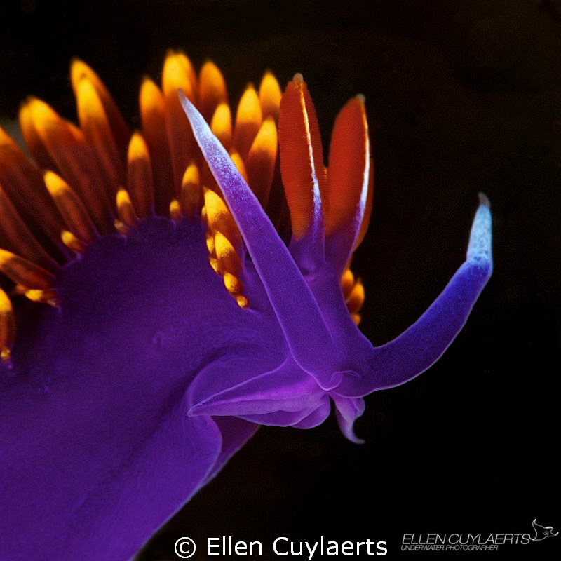 Flabellina Iodinae in surge by Ellen Cuylaerts 