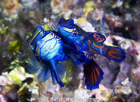 Mandarine fishes 
Nikon D800E , 105 micro Nikon, twin st... by Marchione Giacomo 