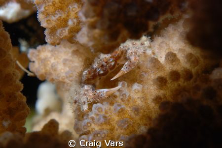 Common Coral Guard Crab by Craig Vars 