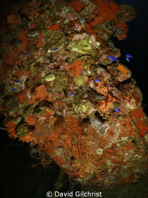 A profusion of colour, Nippo Maru, Truk Lagoon by David Gilchrist 