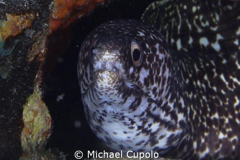Spotted Eel at Dive Site Ledges, St. Thomas, USVI by Michael Cupolo 