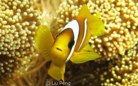 clownfish with blight eyes by Liu Peng 