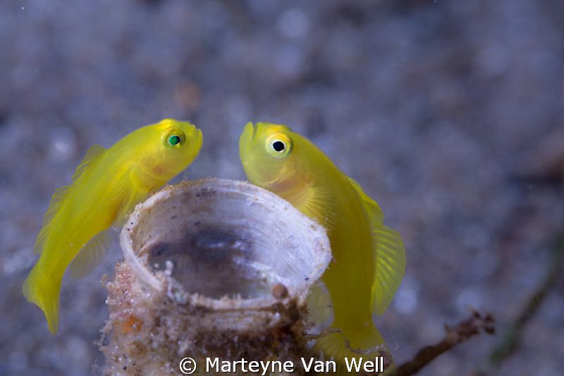 Two yellow pygmy gobies feverishly protecting their eggs.... by Marteyne Van Well 