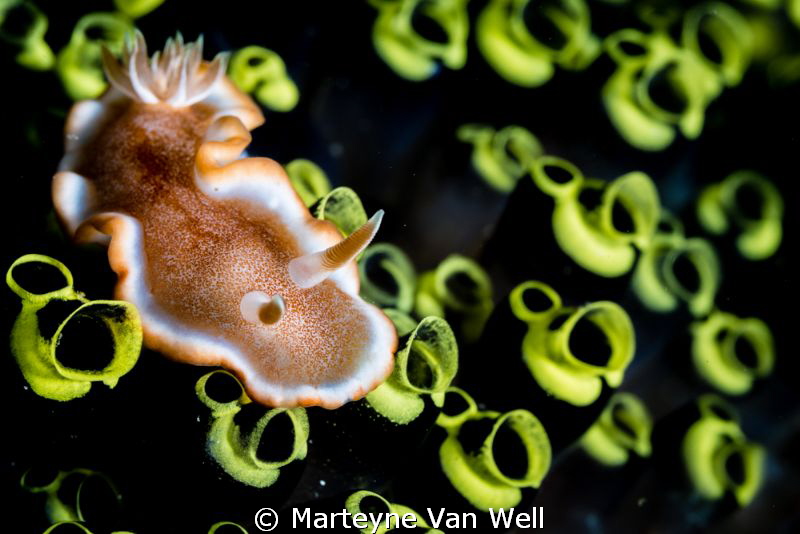 Glossodoris rufomarginata on tunicates at dive site Bethl... by Marteyne Van Well 