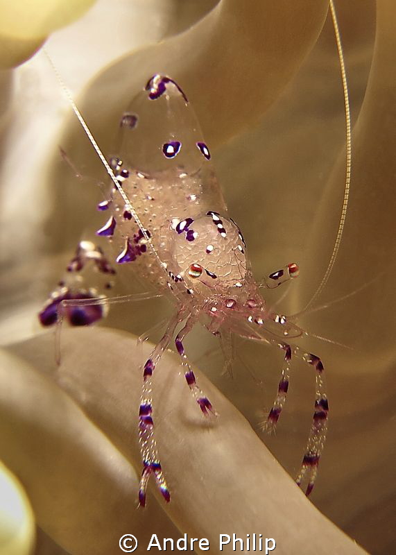 anemone shrimp on catwalk... by Andre Philip 