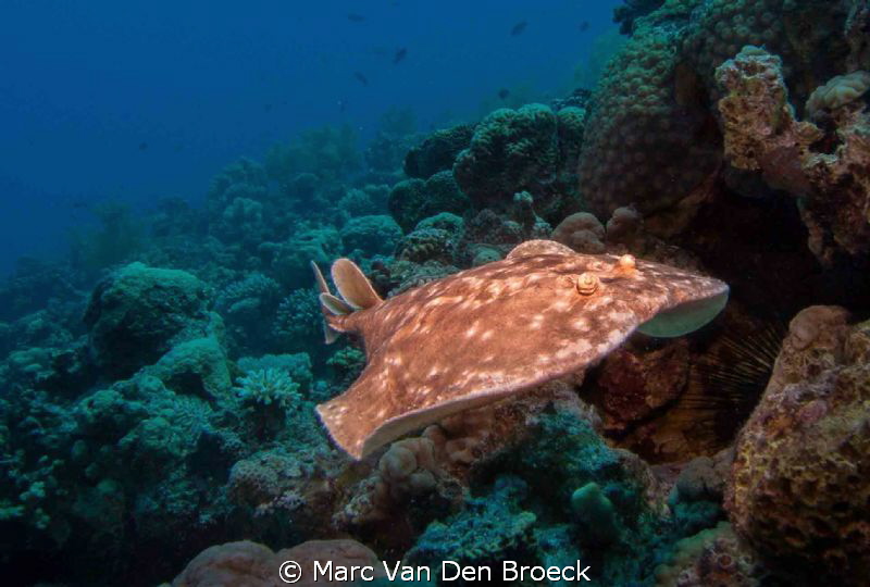 electric ray by Marc Van Den Broeck 