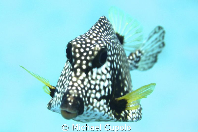 Smooth Trunkfish at Buck Island in the USVI by Michael Cupolo 