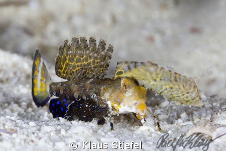 A juvenile fingered dragonet, crawling across the sand in... by Klaus Stiefel 