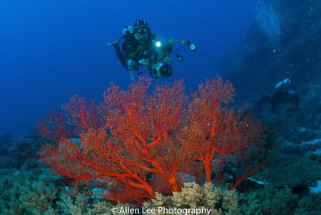 Dive into deep blue sea.
Green Island,Taiwan. by Allen Lee 