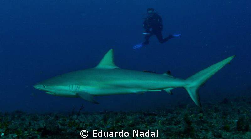reef shark by Eduardo Nadal 