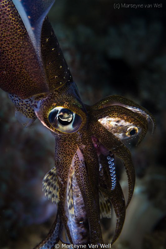 Lucky shot of squid having just caught a lizard by Marteyne Van Well 