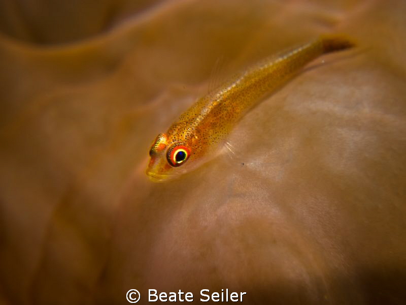 small goby by Beate Seiler 