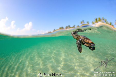 A loggerhead sea turtle starts out life in Palm Beach, Fl... by Ben Hicks 
