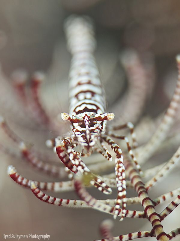 Crinoid Shrimp 
Lembeh Strait by Iyad Suleyman 
