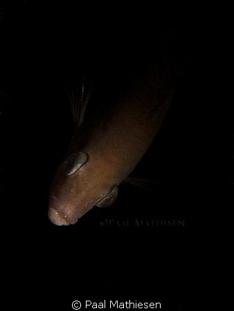 The goldsinny wrasse by Paal Mathiesen 