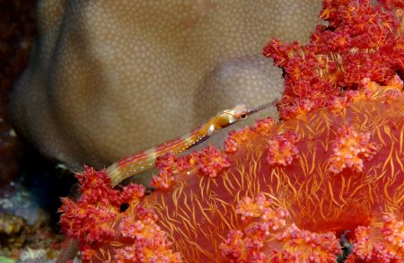 This small pipefish was very eager to avoid beeing Photog... by Henrik Gram Rasmussen 