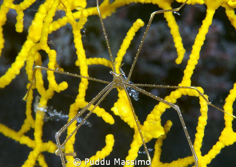 spider crab,nikon D800 e,105 micro,Gangga Island by Puddu Massimo 
