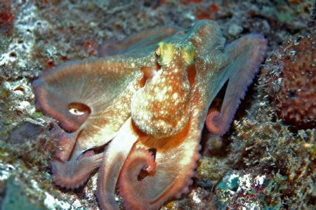 This octopus was taken on a wreck in Barbados on a night ... by Tom Blackburn 