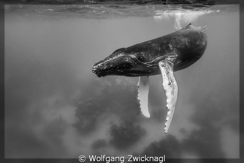 Humpback baby - curiously watching me... by Wolfgang Zwicknagl 