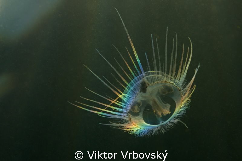 Freshwater Jellyfish (Craspedacusta sowerbii) by Viktor Vrbovský 