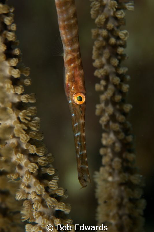 Juvenile Trumpetfish by Bob Edwards 