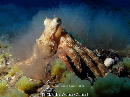 octopus 
El Hierro - Canary Islands by Claudia Weber-Gebert 