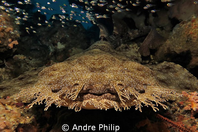 Face to face with a wobbegong - the flounder of the shark... by Andre Philip 
