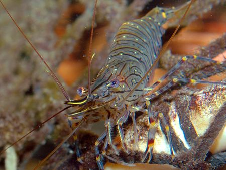 Glass Prawn on lobster kreel. Nikon D70. 50mm macro by Grant Kennedy 