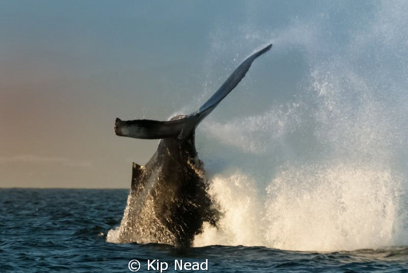 We went out for an early morning on Monterey Bay looking ... by Kip Nead 