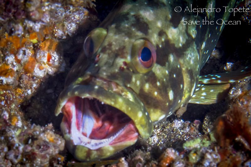 Open Mouth fish, Puerto Vallarta Mexico by Alejandro Topete 