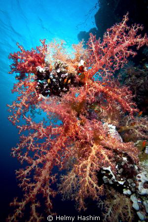 Red sea, egypt by Helmy Hashim 