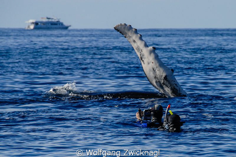 Almost slapped by a humpback whale ;-) by Wolfgang Zwicknagl 