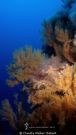 black corals ,
El Hierro - Canary Islands by Claudia Weber-Gebert 