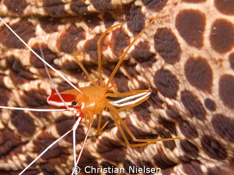 Cleaner shrimp on honeycomb moray by Christian Nielsen 