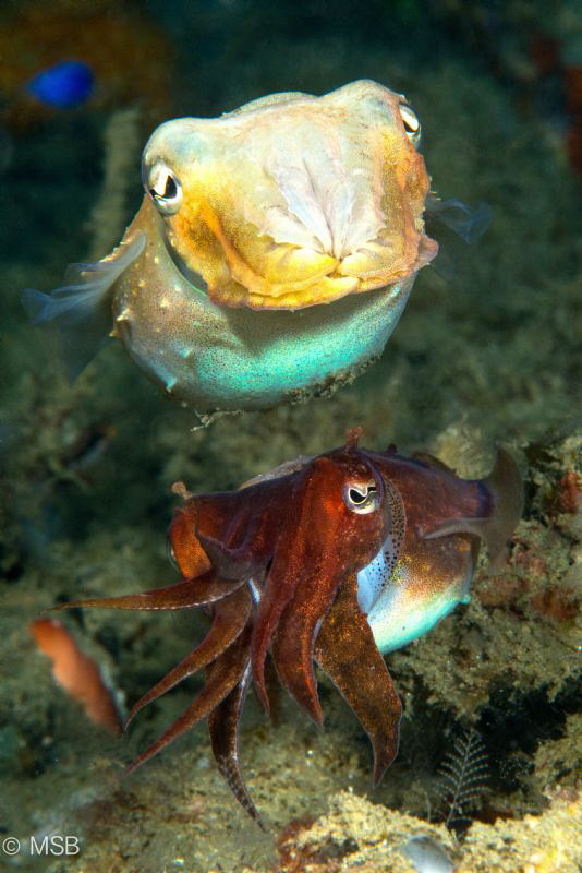 Two cuttlefish have different characters. Bottom one need... by Mehmet Salih Bilal 