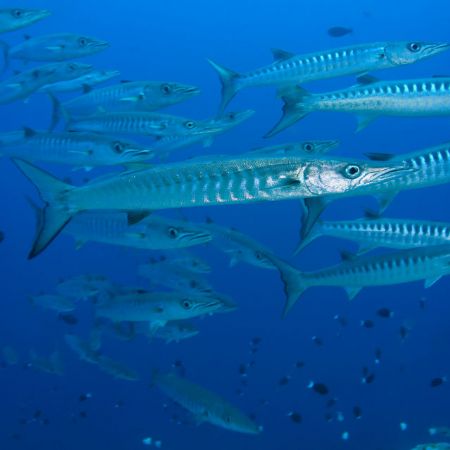 'Barracudas' from Walindi (PNG). Taken with Olympus E-20 ... by Istvan Juhasz 