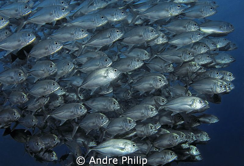 Close encounter with a school of jacks by Andre Philip 