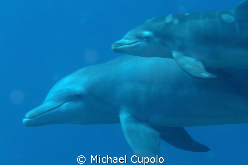 St. Thomas USVI.  We were visited by a pod of 6 dolphins. by Michael Cupolo 