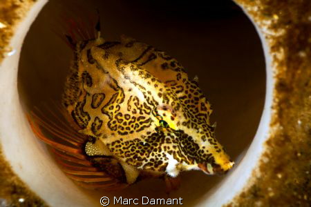 Home in a Sponge! This Grunt Sculpin was hiding out in a ... by Marc Damant 