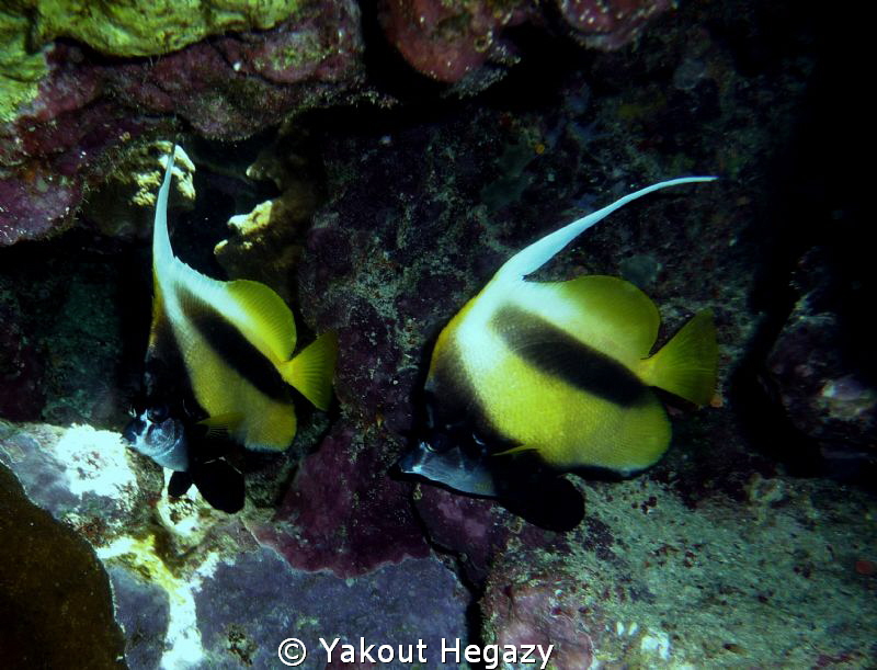 Red sea bannerfish by Yakout Hegazy 
