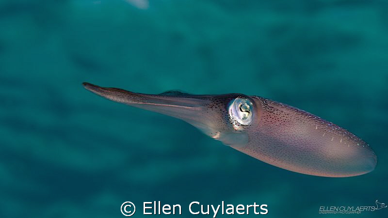 Perfect dive's end
Caribbean reef Squid by Ellen Cuylaerts 