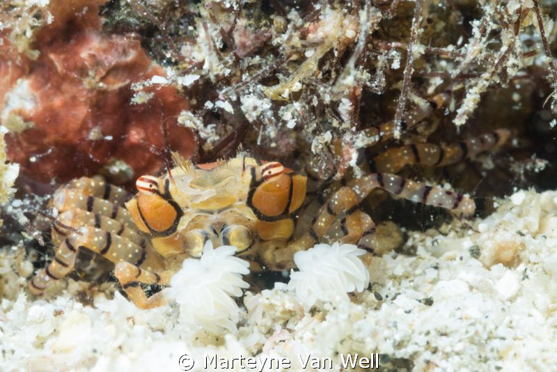 Boxer Crab ready for action at Kirby's Rock, Anilao, Phil... by Marteyne Van Well 
