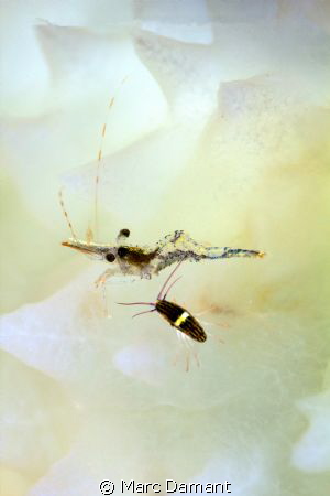 A Sea Flea and a Baby Shrimp. This pair were posed on a T... by Marc Damant 
