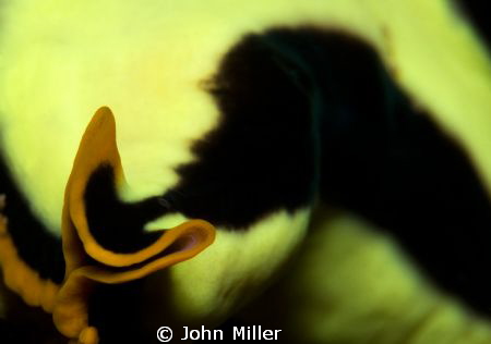 Pseudoceros dimidiatus - (Flatworm) by John Miller 