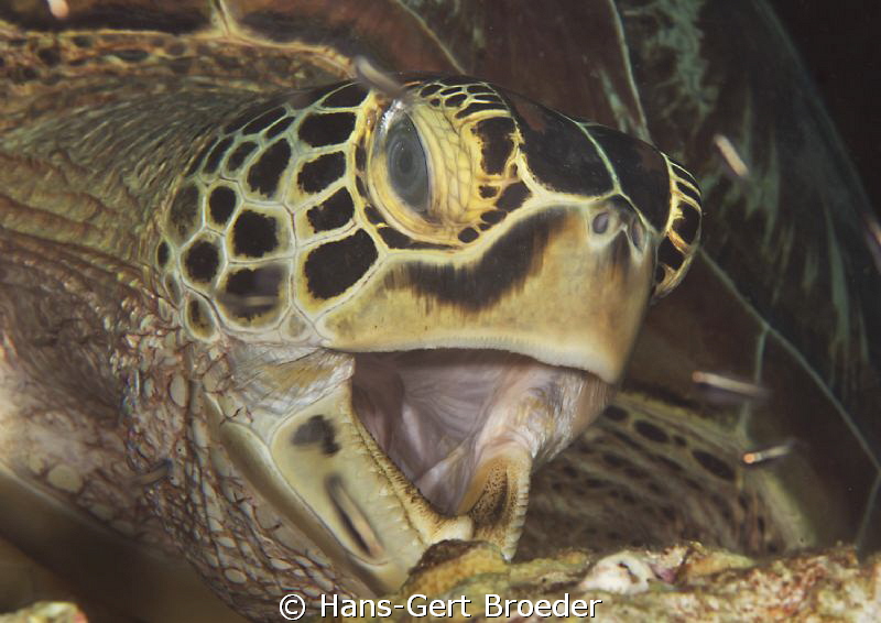 Green turtle
Bunaken,Sulawesi,Indonesia, Bunaken Islands
 by Hans-Gert Broeder 