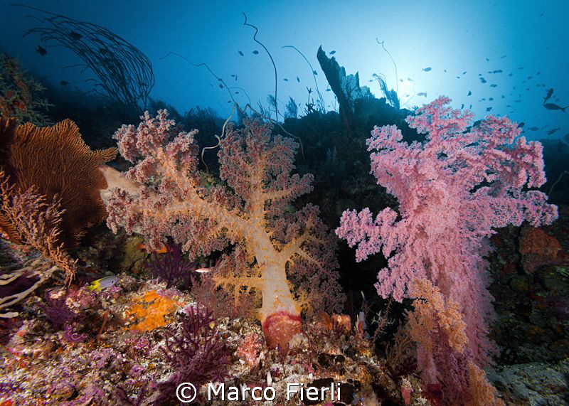 Wakatobi reef scape at 150ft by Marco Fierli 