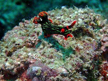 Taken at Pulau Mabul Dive Site , Sabah Malaysia by Yip Chow Soon 