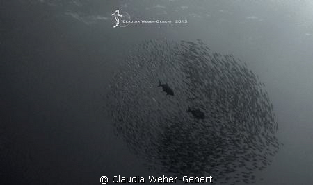 the swarm....
El Hierro - Cnary Islands by Claudia Weber-Gebert 