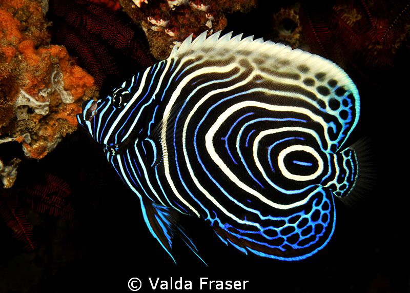 A beautiful juvenile emperor angelfish.  Such a tricky su... by Valda Fraser 